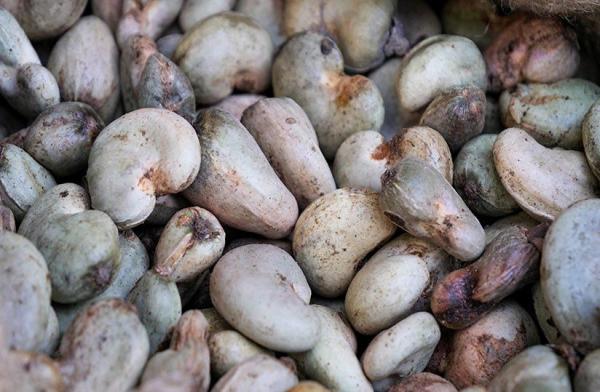  Recherche D'acheteurs D'anacarde - café cacao thé nous disposons de plusieurs tonnes d'anacarde en côte d'ivoire et plus précisément dans la localité d'agniblekro. nous sommes a la recherche d'acheteur,  pour toutes personne intéressé peur nous contacté