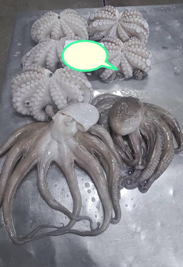  Mauritanian Octopus - other  100% natural mauritanian octopus   taste the authentic ocean!   --import premium-quality octopus directly from the rich waters of nouadhibou,  where purity and excellence meet the standards of top chefs.  ---- fresh and carefully frozen  -- sustainably and responsibly harvested  -- available in bulk