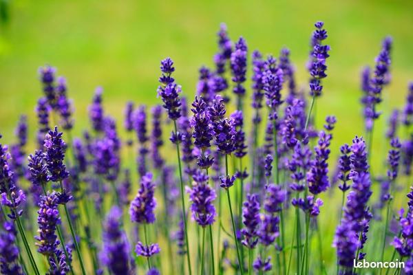  Eau Florale, Eau De Lavande, Hydrolat Lavande - autres producteur importateur propose &agrave; la vente une gamme compl&egrave;te de produits issus de lavandula angustifolia (lavande vraie) distill&eacute;e en bulgarie – r&eacute;gion reconnue pour sa lavande fine de qualit&eacute; exceptionnelle. tous les produits sont 100% purs et naturels issus d’