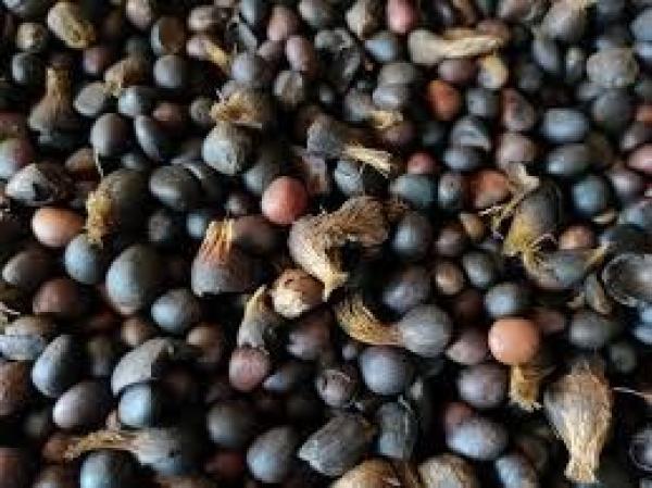  Palmistes Avec Ou Sans Coque - café cacao thé recherche de palmistes en grande quantit&eacute; (min. 20 tonnes). livraison souhait&eacute;e &agrave; es&eacute;ka proche de yaound&eacute;. offre s&eacute;rieuse avec paiement rapide.