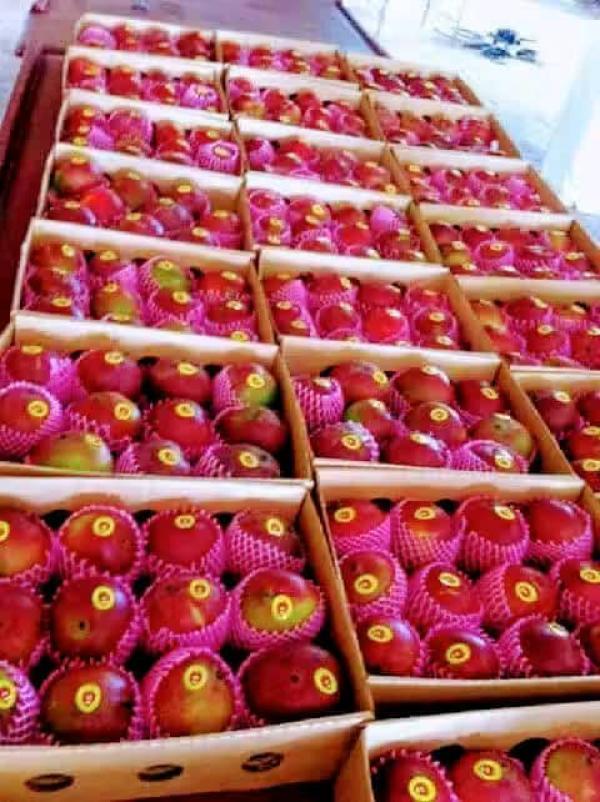  Mangues Avion Kent Fraîches Sénégal Mali - fruits et légumes nous sommes une soci&eacute;t&eacute; fran&ccedil;aise sp&eacute;cialis&eacute;e dans l importation de mangues kent de haute qualit&eacute; directement issues du s&eacute;n&eacute;gal et du mali. vari&eacute;t&eacute; kent uniquement   calibres 12 et 14 autres calibres disponibles sur demande