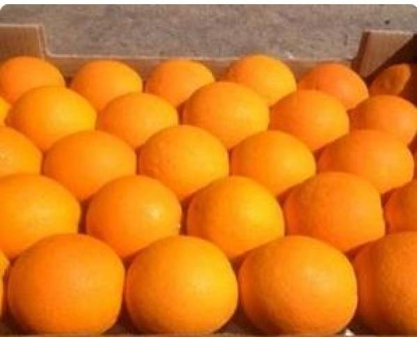 Partenariat Commercial Représentation - fruits et légumes nous recherchons des fournisseurs ou producteurs de fruits et légumes basés au maroc,  en espagne et en algérie,  souhaitant développer leur présence sur le marché sénégalais.--en tant qu’opérateur local expérimenté,  nous pro