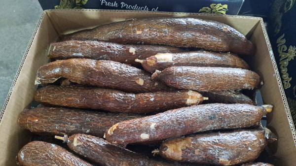  Yuca Manioc Costa Rica - fruits et légumes  nous disposons ici au costa rica de manioc certifi&eacute;. (global gap etc). essaie possible cartons ou 1 contener . prix et condition et document disponible. audit r&eacute;alis&eacute; par notre propre compagnie colectivo agrilatina. 