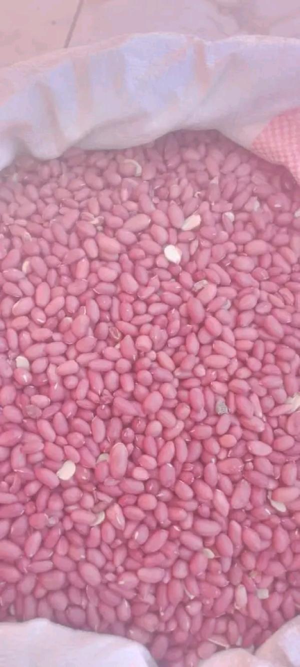  Pistaches Rouge - matières grasses bonjour,  nous mettons en vente une stock de pistaches decortiquées.--prix 1000euro la tonne cif ou 900euro ex work madagascar.--disposable de suite.--quantité 200tonnes.--paiement cash madagascar à la recuperation de la marchandise au magasin de stockage. ou paiement 100% avant 