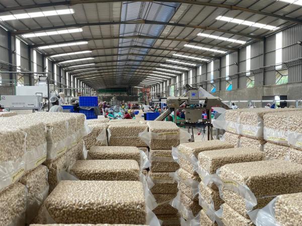  Vente D'usine De Transformation D'anacarde - Industrie exploitation vente d'une usine de transformation d'anacarde situ&eacute; a sikensi l'usine &agrave; une production de 5 tonne d'amandes pas jour l'usine est b&acirc;ti sur une superficie de 2.hectares et poss&egrave;de 1 hectare restant non couvert situ&eacute; juste en face de l'usine de l'autre c&ocirc;t&ea
