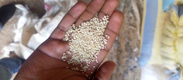  Recherche D'acheteurs De Sésame Et D'anacade. - céréales nous avons une quantit&eacute; de 60 tonnes de s&eacute;same blanc,  60 tonnes de soja, et de l'anacade .--- lieu- burkina faso ouagadougou.--