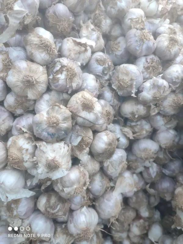  Ails De Madagascar 0,95euro Le Kg - fruits et légumes nous metons en vente de l'ail de grande quantit&eacute;  et de qualit&eacute; seulement &agrave; 950euro la tonne cif. livraison rapide.--nous acceptons seulement un mode de paiement virement bancaire avec une avance sur commande de 40% et solde contre documents.--merci bien