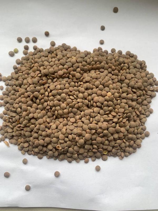  Linte Origine Ukraine - fruits et légumes vendre lentilles (brunes) puret&eacute; 99% origine ukraine est livr&eacute; &agrave; l'entrep&ocirc;t du b&eacute;n&eacute;ficiaire