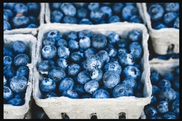  Myrtilles Fraîches En Gros Avec Livraison En - fruits et légumes fournitures fiables de myrtilles fra&icirc;ches pour vos supermarch&eacute;s et points de vente. garantie de qualit&eacute; prix avantageux livraison ponctuelle. commande minimale un camion.