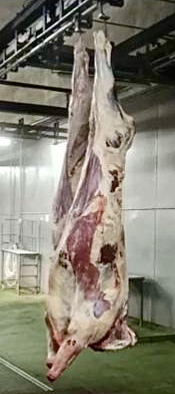  Beef Cuts - viandes et oeufs viandes en carcasse b&oelig;uf congel&eacute; carcasse enti&egrave;re coup&eacute;e en 3 coupes provenance br&eacute;sil minimum 3500 kg par mois avec un contrat x 12 mois offre de prix cif rdc usd 4 890/mt grad&eacute; a/b paiement uniquement sblc banque ue