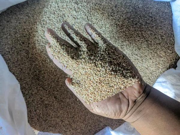  Sesame Blanc Nature - fruits secs et graines grillées bonjour à tous, --nous vendons des sesames bien blanc de qualité à un prix très compétitif --1900euro la tonne cif --mode de paiement 50% à la commande et solde contre documents.--si interessés contactez-nous directement --