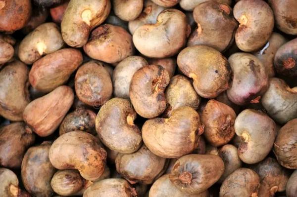  Noix De Cajoux Non Decortiqués - fruits secs et graines grillées nous sommes un fournisseur exportateur des noix de cajoux non decortiqués à un prix très abordable seulement à 1250euro la tonne cif--mode de paiement 50% à la commande et solde contre documents après embarquement.--si vous etes intéressés veui
