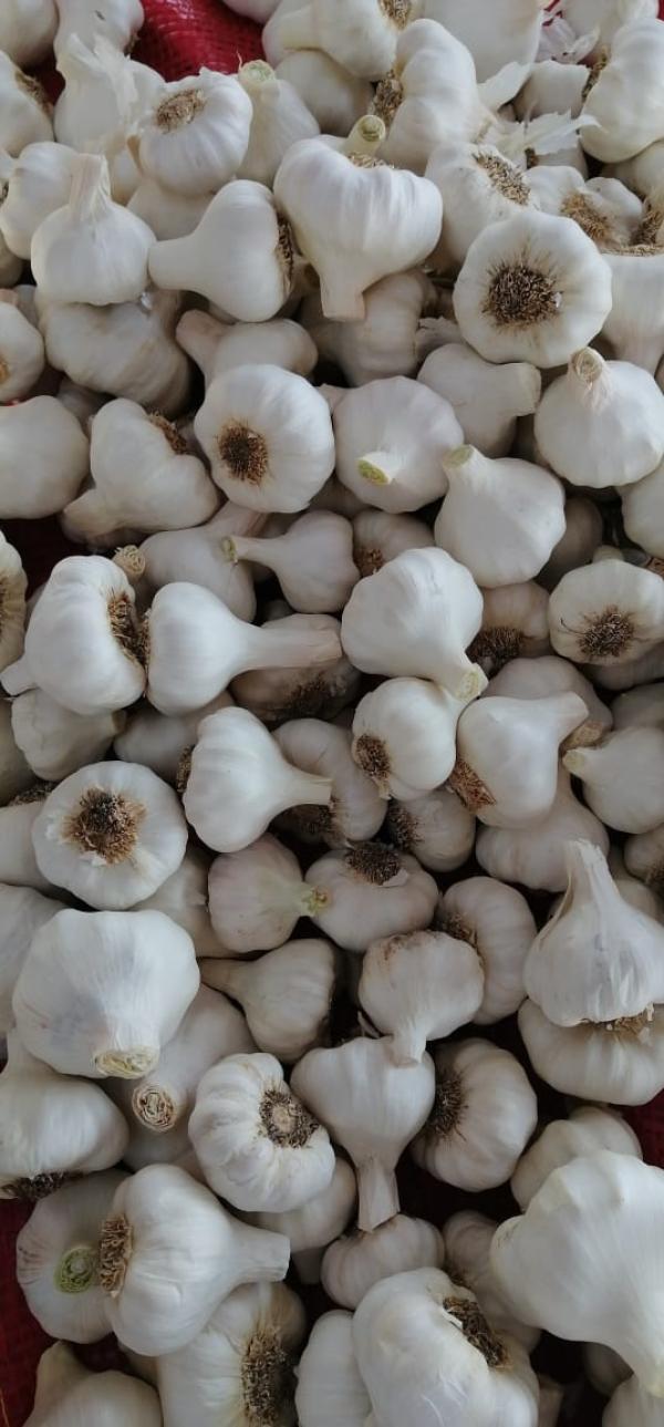  Ail Frais Origine Égypte - fruits et légumes *ail frais - origine &eacute;gypte*--nous proposons de l'ail frais et de haute qualit&eacute;,  issu de l'agriculture &eacute;gyptienne.--*caract&eacute;ristiques -*--- origine - &eacute;gypte--- type - ail frais--- qualit&eacute; - frais et de haute qualit&eacute;--- conditionnement - sacs ou carton