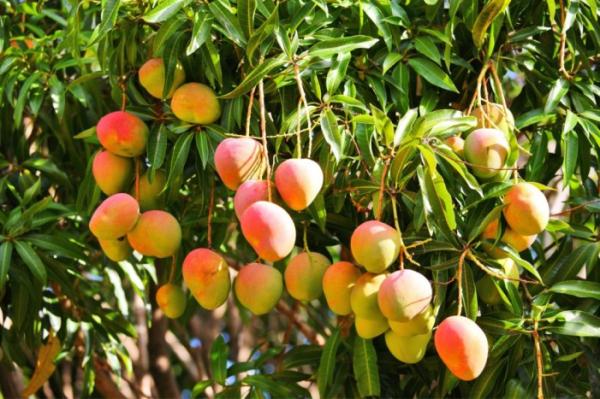  Mangues Senegal - fruits et légumes une quantit&eacute; importante de mangues disponible au s&eacute;n&eacute;gal. le client se charge du transport et tous les autres frais. la production se fait au senegal dans la petite cote.