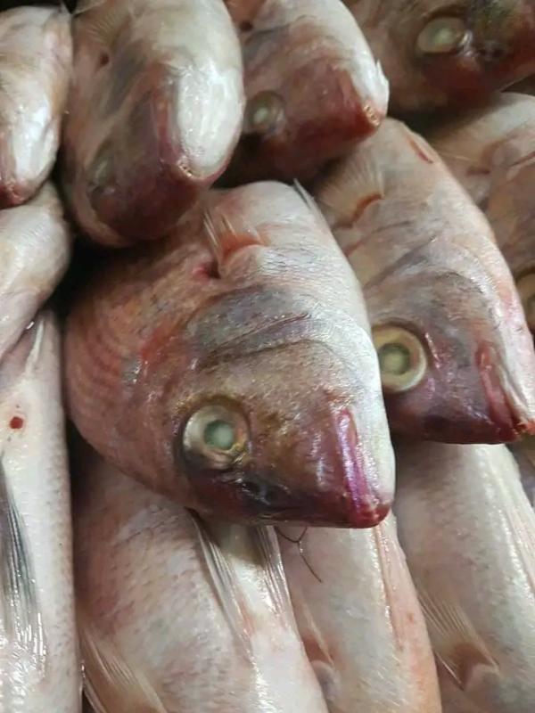  Cherche Partenariat - poissons  ! nous sommes une entreprise bas&eacute;e au s&eacute;n&eacute;gal sp&eacute;cialis&eacute;e dans la fourniture de poissons frais et de qualit&eacute;. nous sommes &agrave; la recherche de clients pour nous aider &agrave; d&eacute;velopper notre r&eacute;seau de distribution. si vous etes
