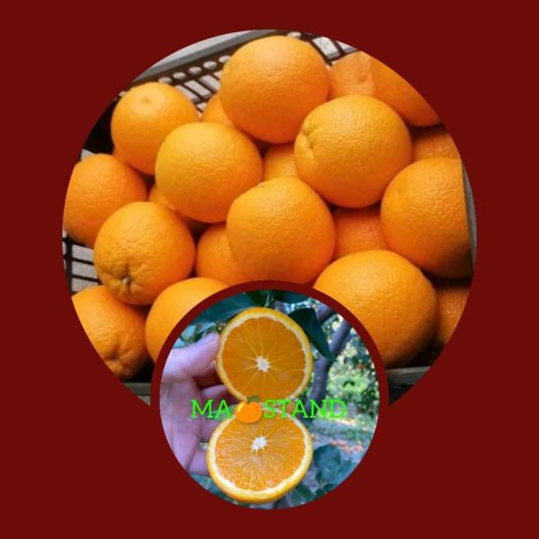  Orange De Jus Valencia - fruits et légumes nous sommes société marocaine installée au centre sud du maroc,  notre activité c est l exploitations ,  conditionnements des fruits et légumes frais de saison,  nous vous proposons actuellement les orange variété valencia en tout calibres et emballages, 