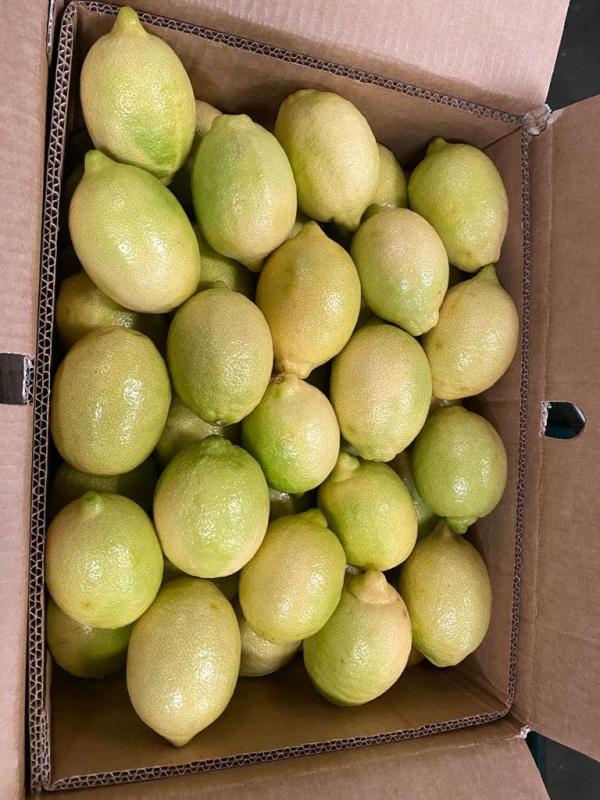  Citron Vert Et Jaune - fruits et légumes nous sommes société marocaine installée au centre sud du maroc,  notre activité c est l exploitations ,  conditionnements des fruits et légumes frais de saison,  nous vous proposons actuellement les citrons vert-jaune en tout calibres et emballages,  n hésiter p