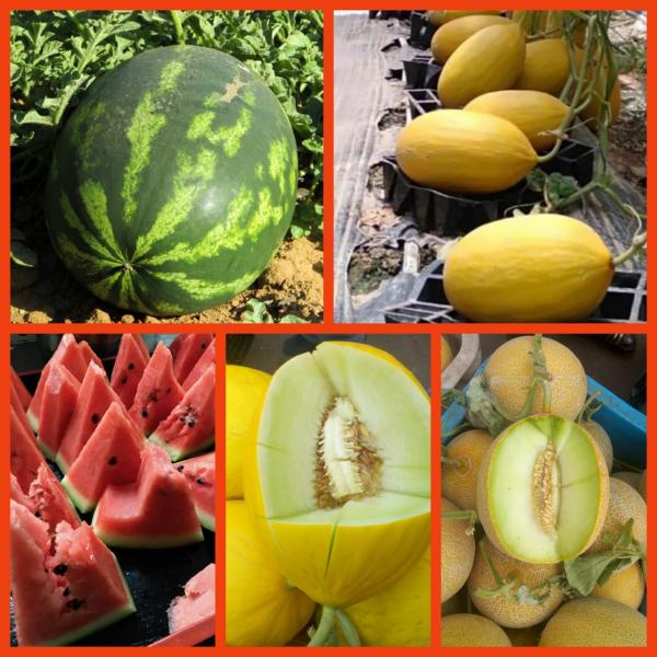  Melon Jaune Melon Vert Et Galia - fruits et légumes nous sommes société marocaine installée au centre sud du maroc,  notre activité c est l exploitations ,  conditionnements des fruits et légumes frais de saison,  nous vous proposons actuellement les melons vert - jaune et galia en tout calibres et emballages,  n h&eacu