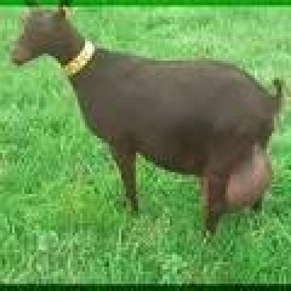                                   -           - animaux vivants  nous sommes &agrave; la recherche d un fournisseur fiable et certifi&eacute; de ch&egrave;vres laiti&egrave;res de race murciano granadina destin&eacute;es &agrave; l importation vers l alg&eacute;rie dans le cadre d un projet d &eacute;levage caprin sp&eacute;cialis&eacute; dans la pro