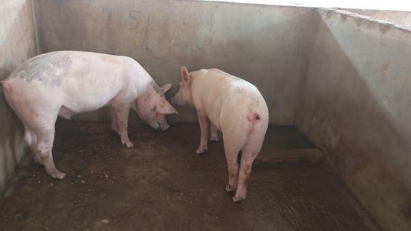  Vente De Porc - animaux vivants bonjour, vous etes restaurateur, hotellier, vous etes dans l'&eacute;v&egrave;nementiel, vous voulez organiser une fete, une c&eacute;r&eacute;monie, un anniversaire ou simplement vous etes &agrave; la recherche de porc bien nourris, bien propre en bonne sant&eacute; et consommable, profitez de cette aub&eg