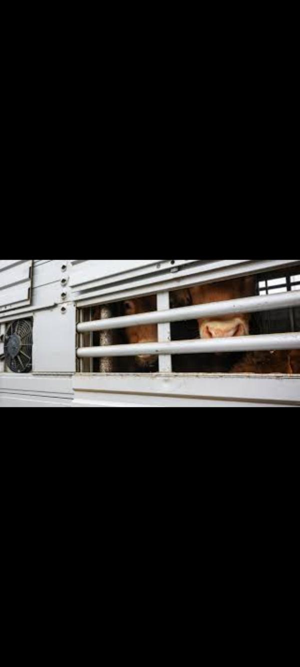  Transport Bétaillère Bovins Ovins...... - transport transit logistique bonjour --je propose le transport bétaillère semi remorque 24 tonnes bovin et ovins --basé en france transport international et national principalement le maroc le tunisie l algérie l espagne italie et toute l europe --via le port de marseille --je suis ouvert à to