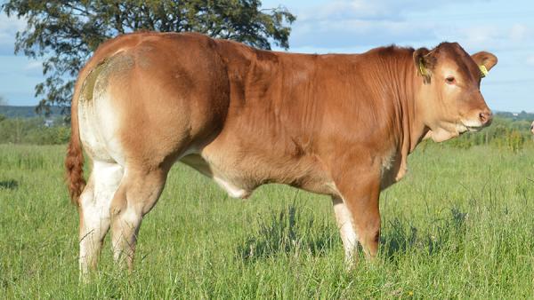  Veaux D'engraissement Pour Algerie - animaux vivants je recherche des veaux d'engraissement d'origine portugal d'un poids de 280 kg à 350 kg pour exporter,  quantité 3000 tete. --race angus,  limousine,  charolaise.