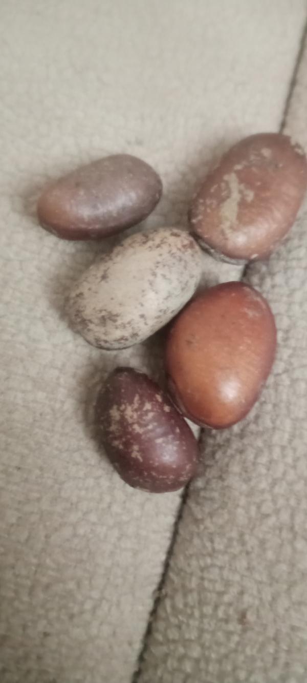  Graine, Plante Médicinale - semence graine plant  a tous nous sommes un groupe de jardinier alg&eacute;rien sp&eacute;cialis&eacute; dans la production des plantes graine et semence m&eacute;dicinales tout genre nous cherchons des potentiels clients ou laboratoire partout dans le mon en europe où en asie nous vous offrons la meilleure qu