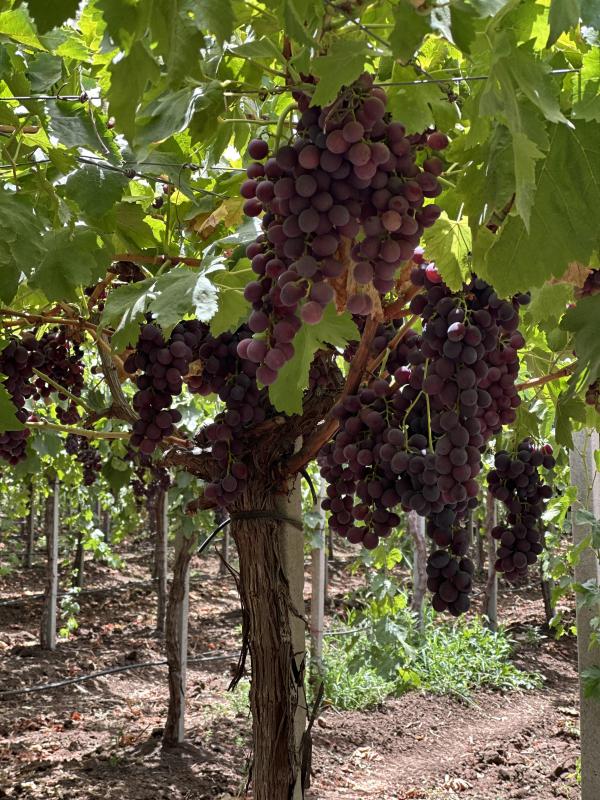  110 Tonnes De Raisins De Table Vendre - fruits et légumes 110 tonnes de raisin de table de bonne qualite disponible sur benimellal. 50% victoria et 50% 