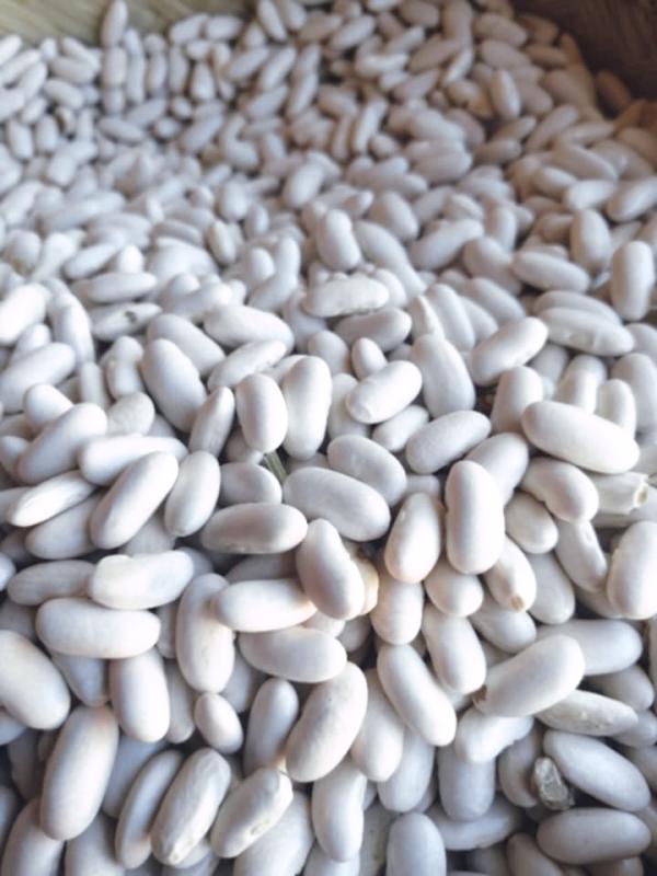  Haricots Blancs Secs - autres description nous proposons des haricots blancs secs de qualit&eacute; sup&eacute;rieure r&eacute;colt&eacute;s &agrave; madagascar. ✔ produit soigneusement tri&eacute; et s&eacute;ch&eacute; ✔ disponibles en grande quantit&eacute; pour exportation ou march&eacute; local ✔ prix comp&eacute;tit