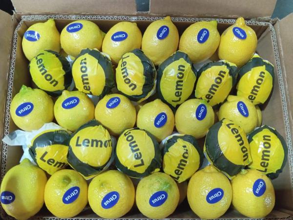  Citrons - fruits et légumes ---- *citrons frais de haute qualit&eacute;*----- origine - &eacute;gypte/ s&eacute;n&eacute;gal --- quantit&eacute; disponible - --- prix - &agrave; d&eacute;battre selon la quantit&eacute; --- certifications - [certifications &eacute;ventuelles]--- description - nos citrons sont s&eacute;lectionn&