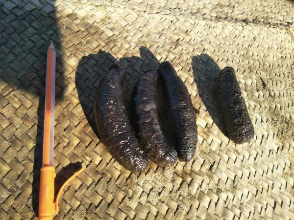  Vente De Concombre De Mer 1500kg - coquillage crustacé vente de concombre de mer de haute qualit&eacute;,  photos a l'appui  pour les laboratoire.--1500kg livrables en 3 semaines apr&egrave;s  contrat.--prix  6000 usd/kg