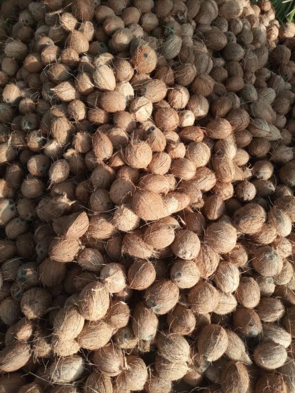  Coco Sec De Côte D'ivoire - fruits secs et graines grillées coco sec de c&ocirc;te d'ivoire disponible pour minimum 1 container 50.000 noix contactez nous avec le calibrage voulu et aussi la quantit&eacute; de chaque si possible afin de pouvoir vous faire une cotation .