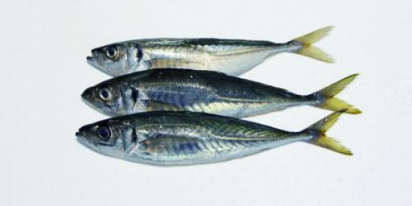  Opportunité 15 000 Tonnes De Chinchard - poissons nous sommes une entreprise sp&eacute;cialis&eacute;e dans l exportation de produits de la mer,  bas&eacute;e en mauritanie.--nous recherchons des clients en europe,  en afrique et partout dans le monde.----actuellement,  nous disposons de plus de 15 000 tonnes de chinchard 25+ &agrave; un prix comp&eac