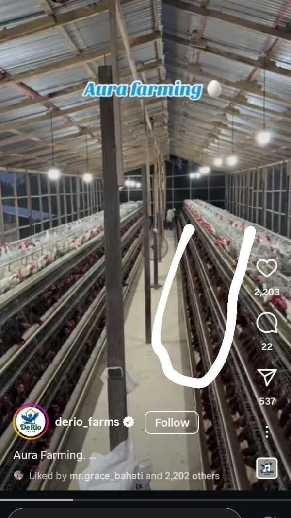  Poulailler: Équipements - matériels machines bonsoir à toute la communauté, ----je recherche des fournisseurs d'équipements,  en particulier les pondoirs,  pour monter une ferme de production d'oeufs de poule,  en rdc.