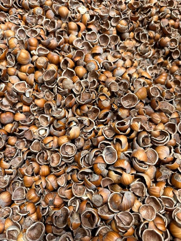  Vente Coques De Noisettes - fruits secs et graines grillées coques de noisette pour paillage ou autre vente en big bag de 1 m³ + 300kg prix 85€ht/big bag a venir chercher &agrave; 86390 lathus saint r&eacute;my