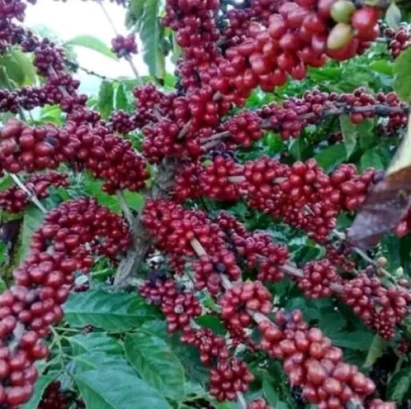  Café Vert Arabica Et Robusta - café cacao thé  &agrave; tous nous disposons du caf&eacute; vert arabica non torr&eacute;fi&eacute; de qualit&eacute; a et ab du robusta g1 g2 g3. nous pouvons fournir minimum 300 tonnes de robusta par mois et 200 d' arabica par mois. nous sommes prets &agrave; signer un partenariat &agrave; long terme