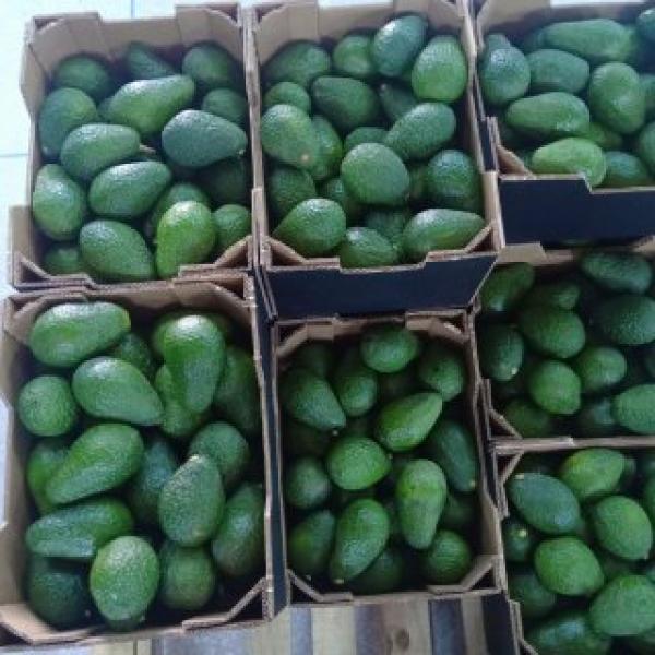  Avocado Bio - fruits and vegetables in the natural land of africa i offer to importers and traders bio hass avocado of all sizes. for more info contact