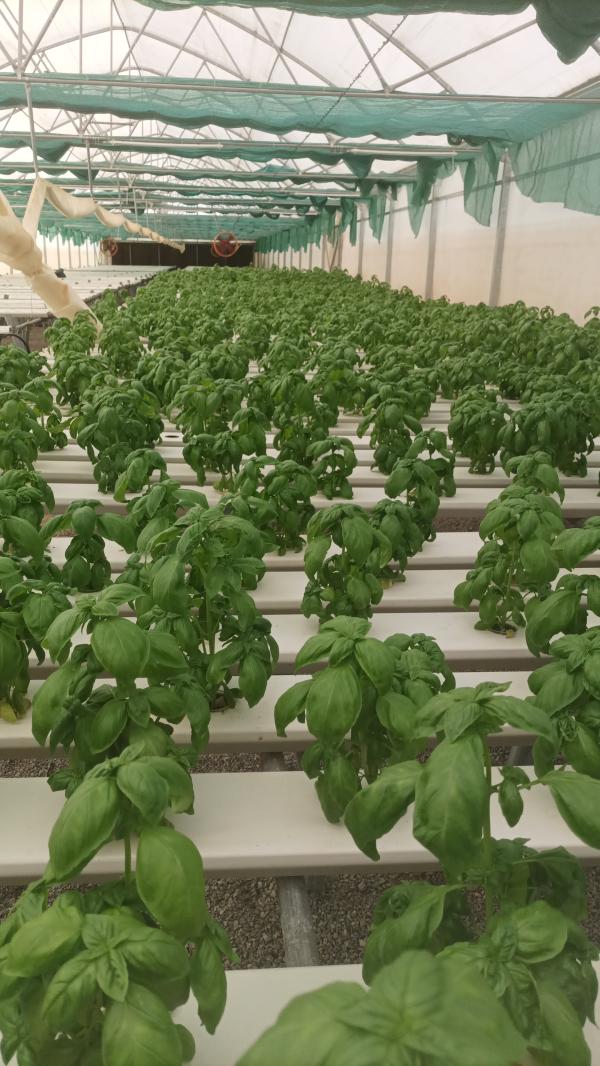 Basilic Hydroponique Algérie - fruits et légumes  nous cultivons du basilic en hydroponie en alg&eacute;rie et nous recherchons des clients par tout dans le monde. meilleurs salutations.