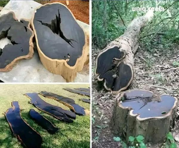  Achat D'un Agrément D'exploitation Forestière - bois charbon fibre  recherche d’agr&eacute;ment forestier au cameroun – partenariat s&eacute;rieux professionnel des op&eacute;rations foresti&egrave;res avec expertise en gestion durable des ressources naturelles je suis &agrave; la recherche d’un agr&eacute;ment forestier (vente location ou mise en partenariat)