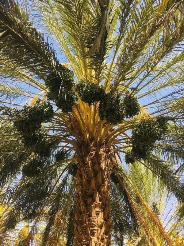  Dattes Premium Deglet Nour Tunisienne - fruits et légumes nous sommes heureux d'annoncer que notre nouvelle saison de dattes deglet nour tunisiennes de qualit&eacute; sup&eacute;rieure sera bient&ocirc;t disponible. nous invitons tous les importateurs int&eacute;ress&eacute;s par un partenariat avec nous cette saison &agrave; nous contacter. notre produ