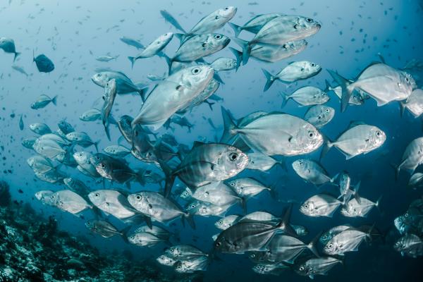  Grossiste En Poissons Frais Et Congelés - poissons marayeur bas&eacute; au maroc nous proposons une large gamme de poissons frais et congel&eacute;s (mulet dorade sol maquereau sardine ) issus de la peche artisanale c&ocirc;ti&egrave;re ou industrielle. vente en gros destin&eacute;e aux importateurs distributeurs restaurants centrales