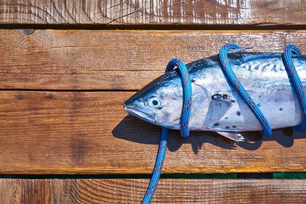  Exportateur De Poisson Bonite Sarda Australis - poissons marayeur sp&eacute;cialis&eacute; dans la vente de bonite fra&icirc;che et congel&eacute;e nous proposons des quantit&eacute;s importantes pour l’exportation. nos bonites sont pech&eacute;es en mer selon les meilleures pratiques imm&eacute;diatement trait&eacute;es et conditionn&eacute;es pour gar