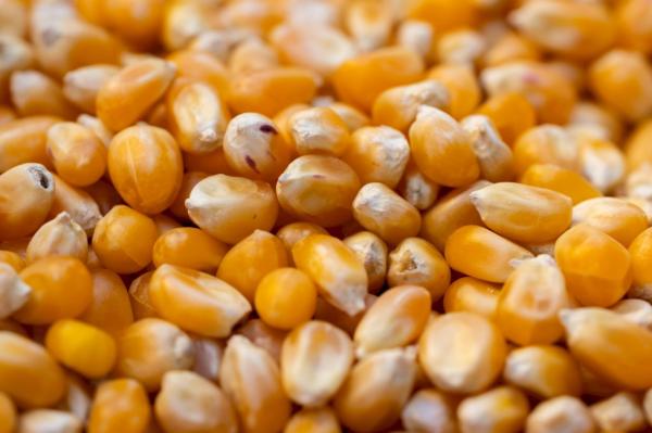  Maïs - céréales madame monsieur je me permets de vous contacter au nom de societe soci&eacute;t&eacute; sp&eacute;cialis&eacute;e commercialisation de produits agricoles au b&eacute;nin. nous disposons actuellement d’un stock disponible de plus de 2000 tonnes de maïs de qualit&eacute; r&eacute;colt&eacute; da