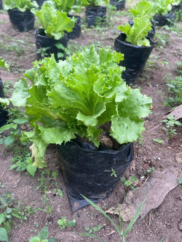  Partenariat Et Clients Recherchés - autres nous sommes une entreprise agricole dynamique sp&eacute;cialis&eacute;e dans la culture mara&icirc;ch&egrave;re (piment tomate concombre gombo) et disposant de plus de 20 hectares de terres cultivables parfaitement adapt&eacute;es &agrave; la production intensive et de qualit&eacute;. dans le