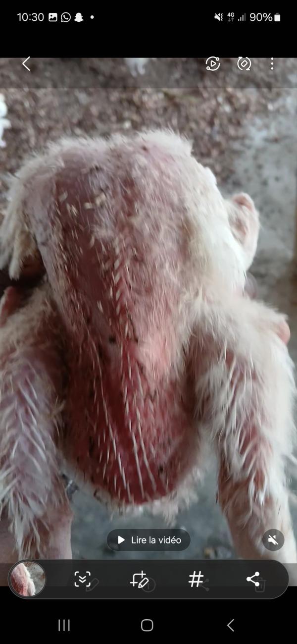  Ventre De Poulets De Chaire Déjà Disponible - animaux vivants nous avons des poulets de chaires à notre disposition pret à etre livrer --le numéro à contacter et vous serez livrer 