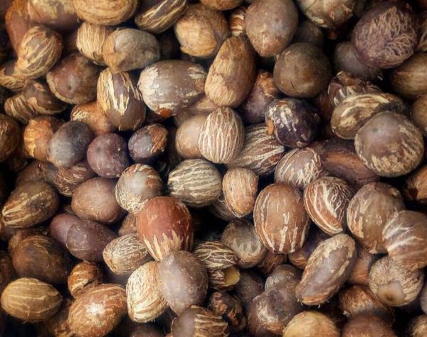 Noix Et Beurre De Karite - fruits secs et graines grillées bient&ocirc;t l'ouverture de la campagne de karit&eacute;. a cet effet nous disposons de noix et beurre de karit&eacute; de tr&egrave;s bonne qualit&eacute; naturellement trait&eacute;s. n'h&eacute;sitez pas &agrave; nous contacter pour plus d'informations. 