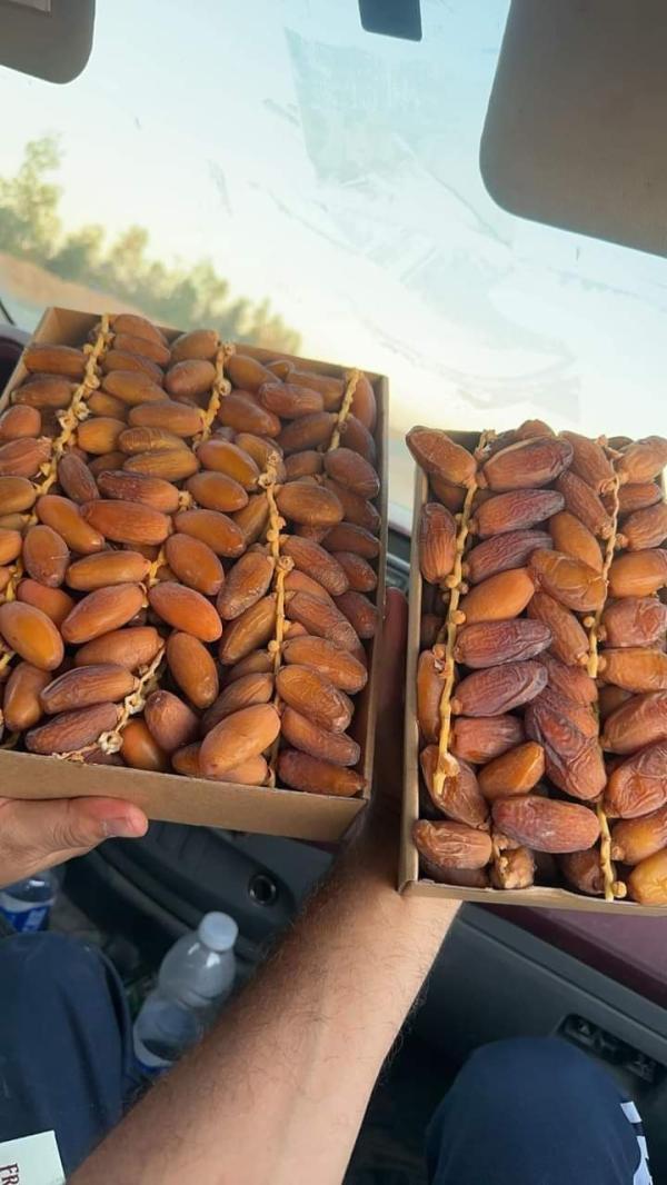  We Are Suppliers Of Premium-quality Deglet - fruits secs et graines grillées nous sommes des fournisseurs de dattes deglet nour de haute qualit&eacute; disponibles en grandes quantit&eacute;s et pretes &agrave; etre export&eacute;es dans le monde entier. nous proposons un emballage professionnel selon les besoins du client (500g 1kg 4kg ou en vrac dans des cartons). nos