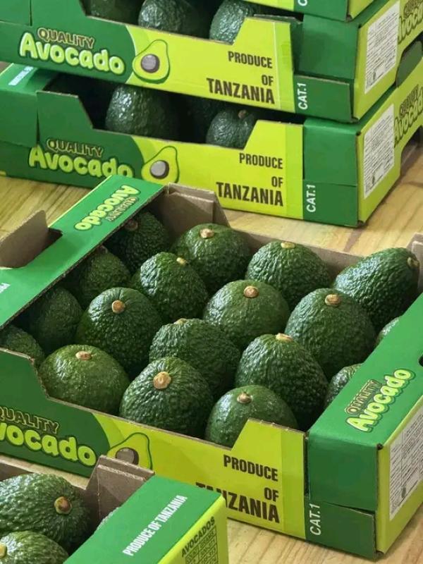  Avocado - fruits and vegetables we have fresh avocado ready to export. we can export anywhere and we are looking for long-term buisness. 