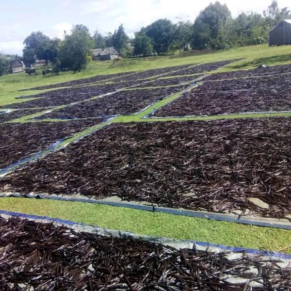  Vanille Bourbon De Madagascar Et Les Autres - épices aromates nous cherchons des acheteurs et/ou des partenaires (&agrave; long terme) pour nos productions &agrave; madagascar ( les gousses de vanille les extraits de la vanille la vanille en poudre les clous de girofle les f&egrave;ves de cacao les pouvoirs etc). une production 100% naturelle avec de