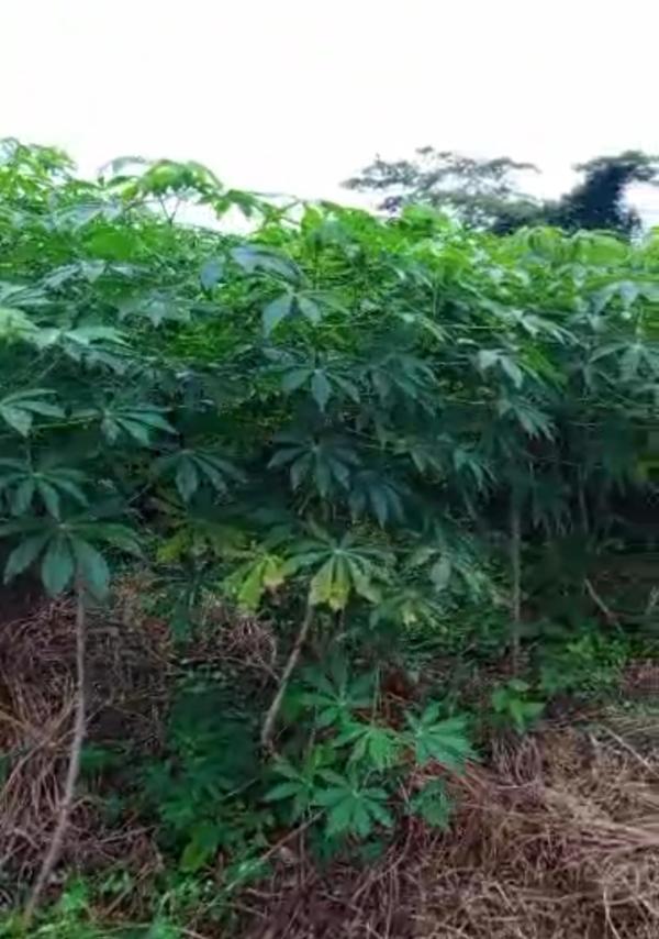  Manioc - fruits et légumes besoin d acheteur de manioc frais .le champ se trouve en c&ocirc;te d ivoire 150 hectares de maniocs pour plus de d&eacute;tails veuillez me contacter 
